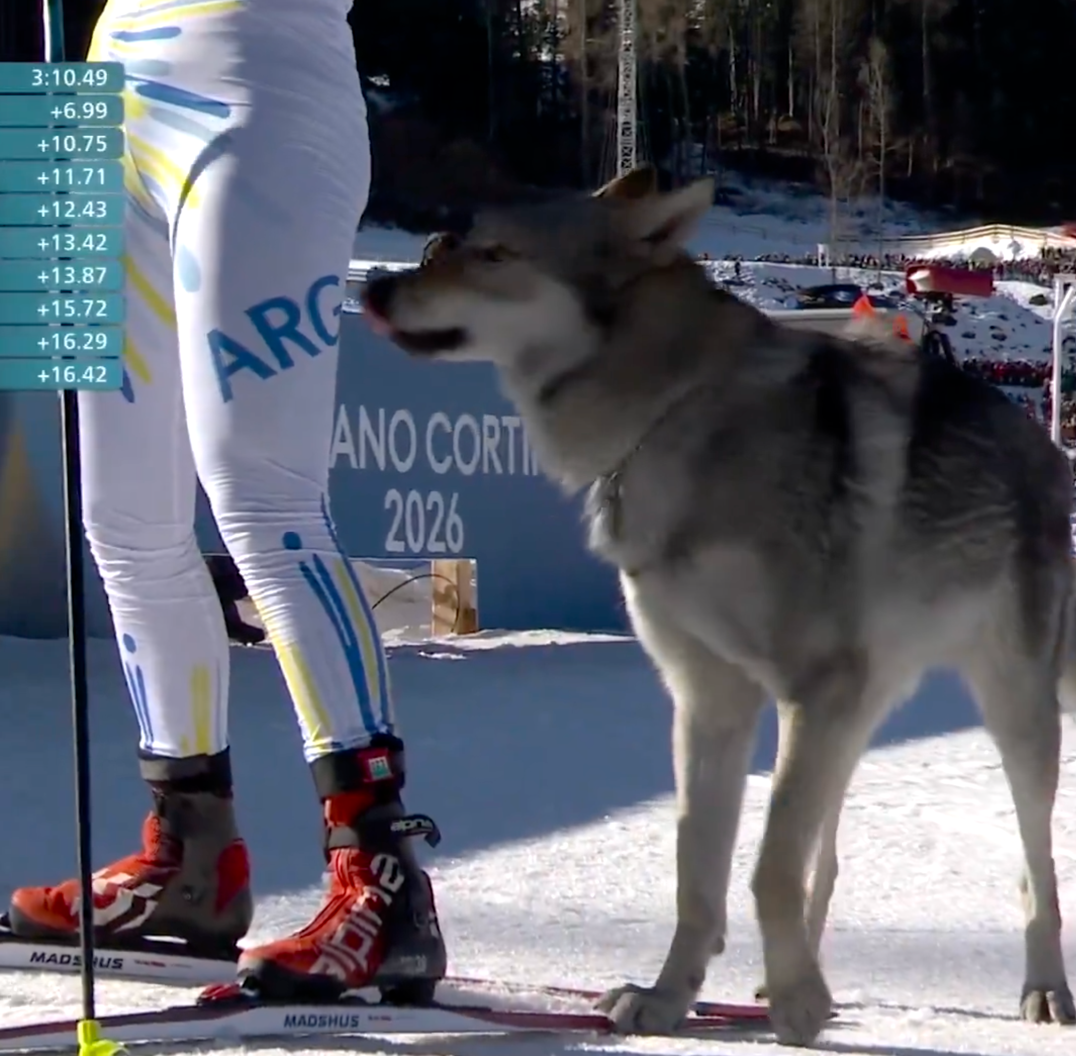 Person successful skiing cogwheel stands with a husky oregon wolf-like canine connected a snowy course, perchance astatine a competitory event