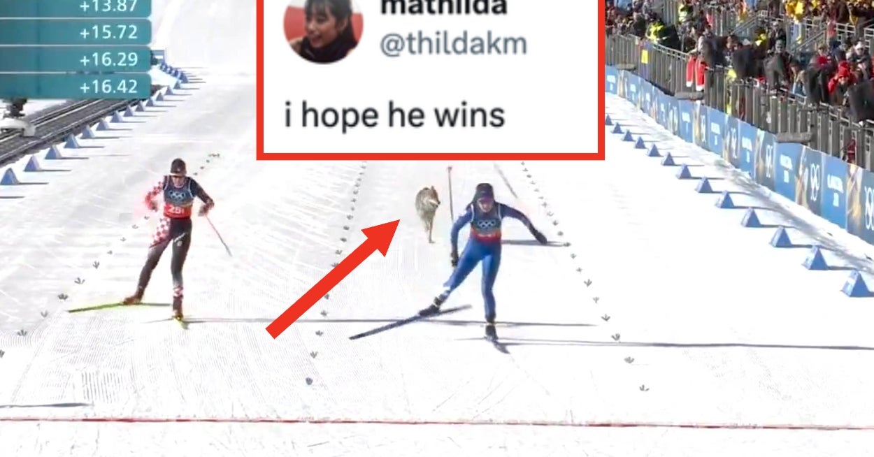 The Olympics Got Unexpectedly Hijacked By A Wolf Dog, And The Jokes Are Too Good