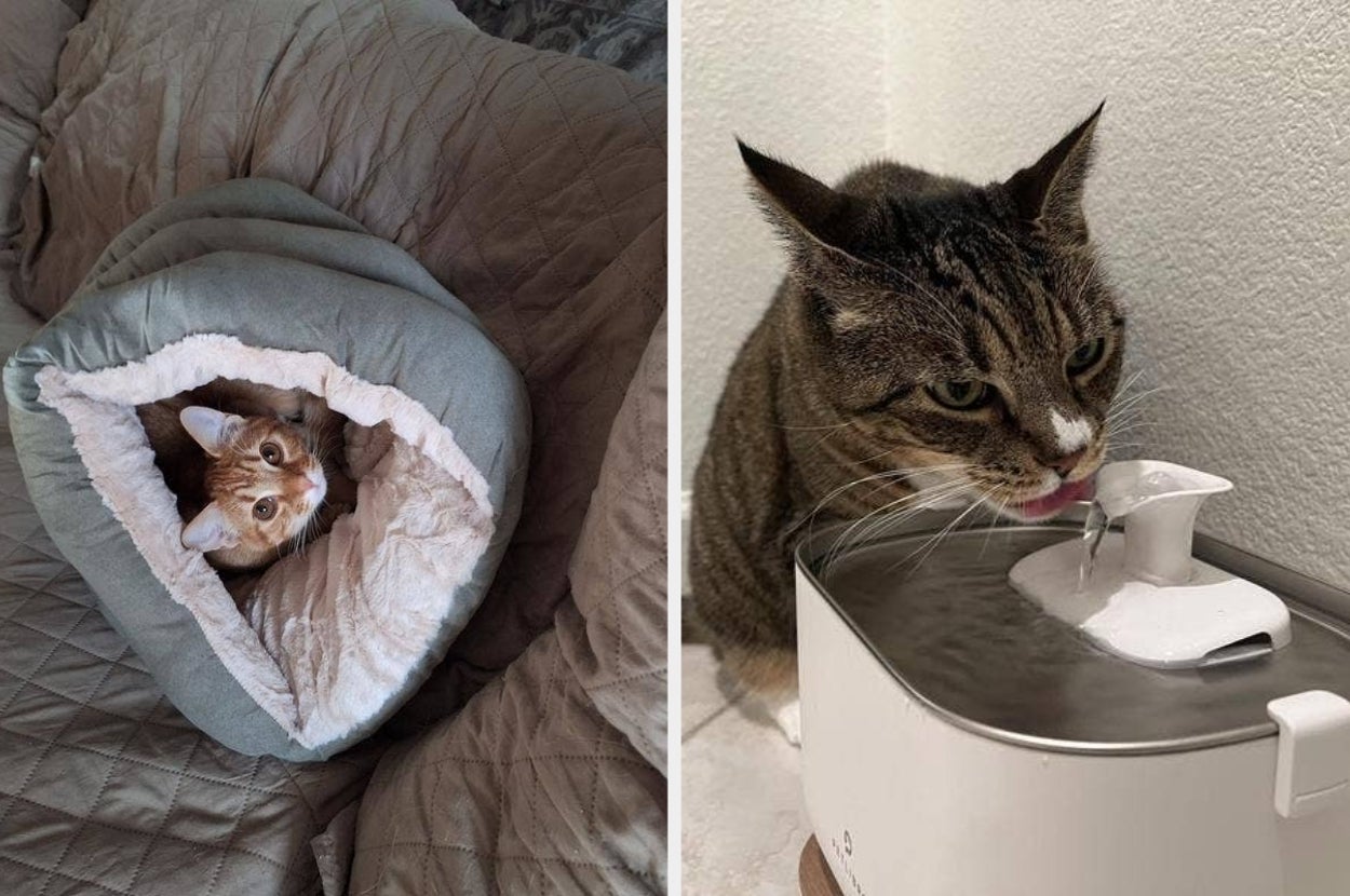 Left: Cat cozily snuggled inside a plush pet bed. Right: Tabby cat drinking from a modern pet water fountain
