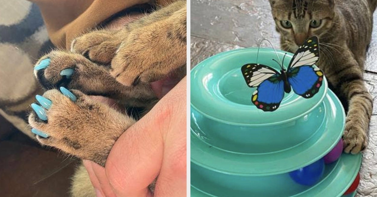 27 Things From Chewy To Keep Your Feline-Filled Household Running Smoothly