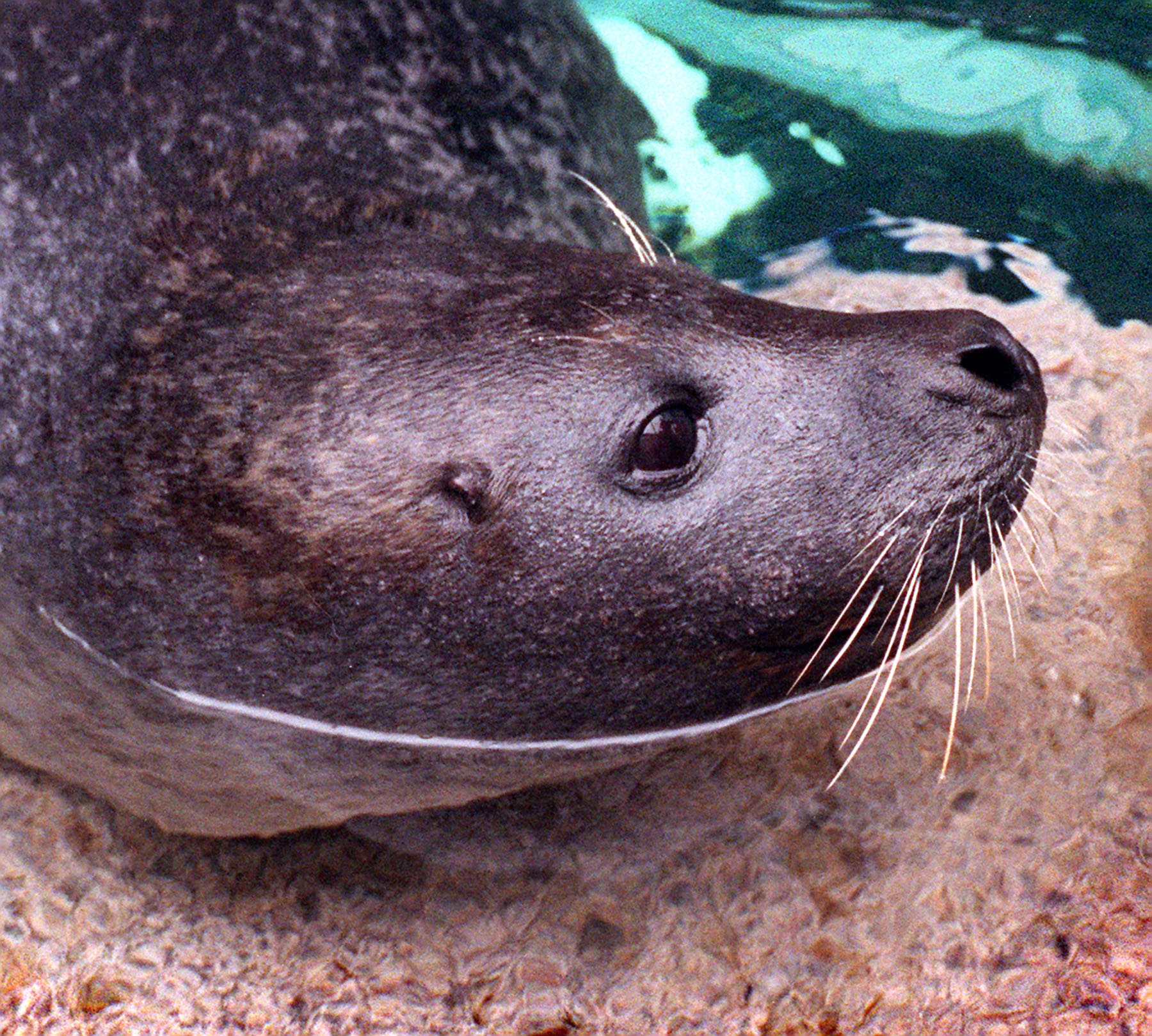 ゼニガタアザラシのレゲエ