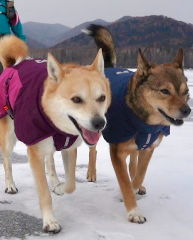 むぎちゃん（左）、ぎもちゃん（右） / アクアのボスとむぎとぎもさん（@aquawan01）のXより