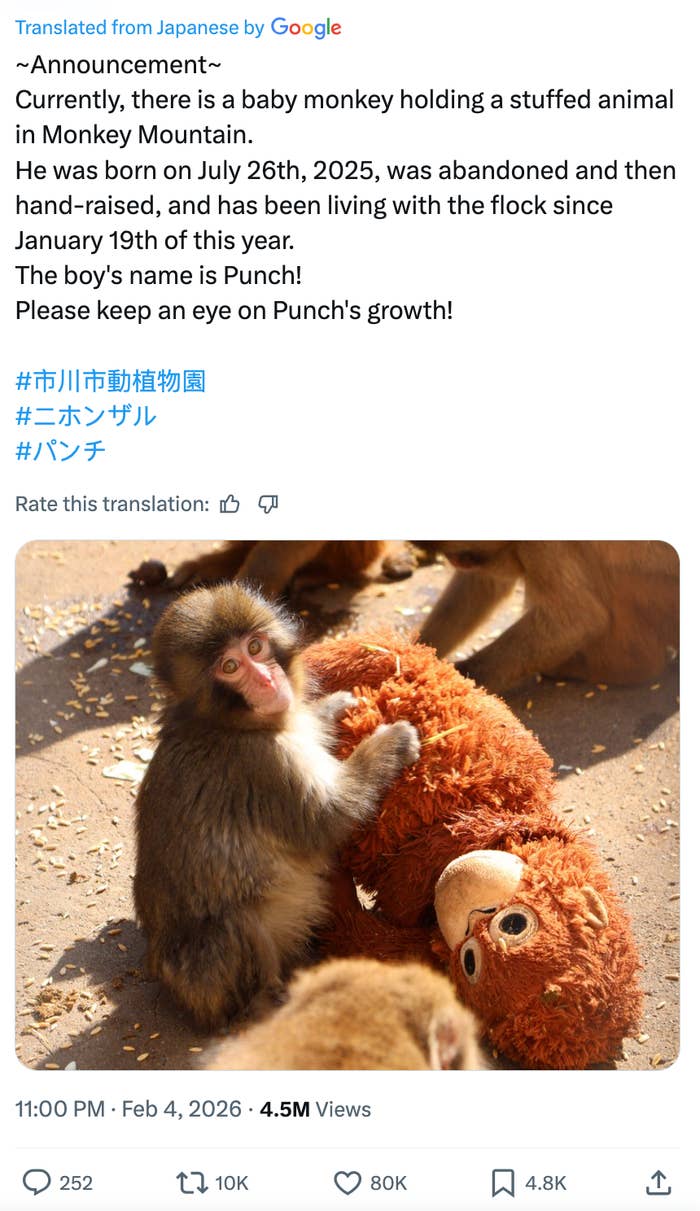 Baby monkey named Punch with a stuffed animal, noted to have been hand-raised and living with the flock since being abandoned