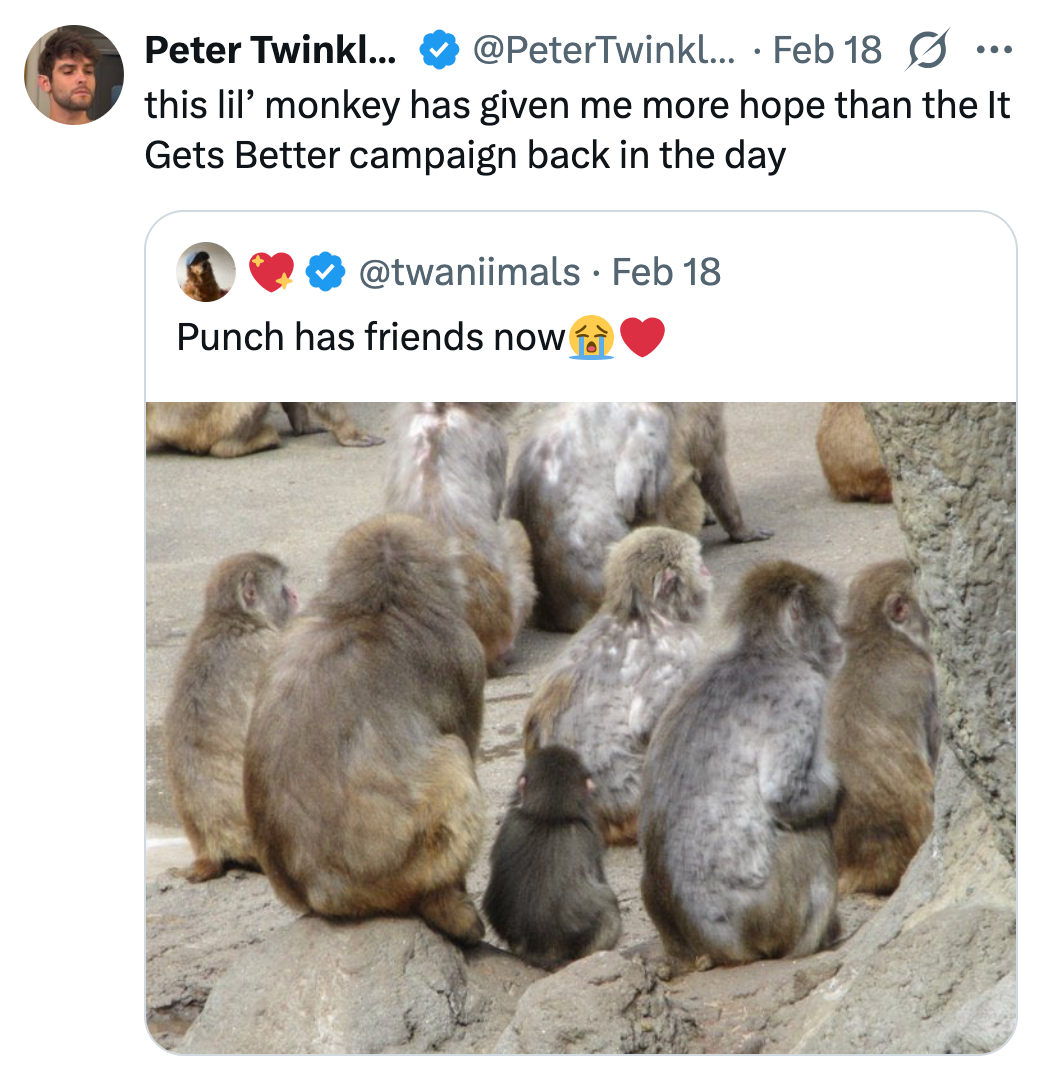 Aper som sitter sammen, den ene steller den andre, i en sosial og avslappet scene