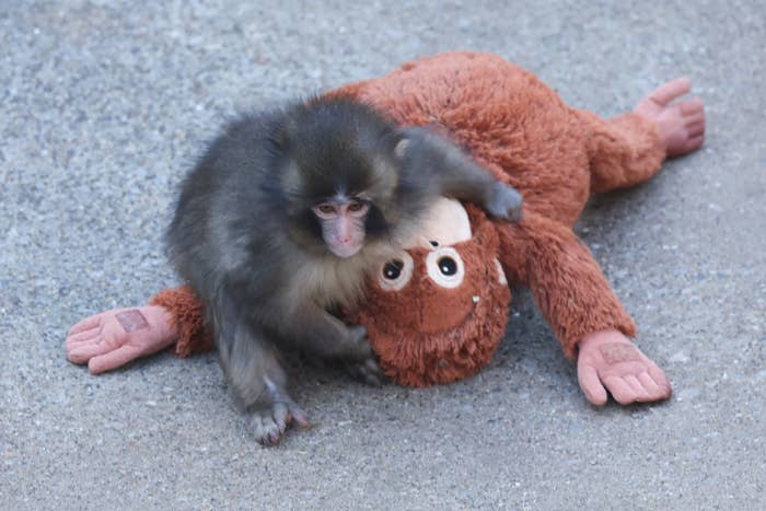 Young monkey plays on a brown stuffed toy gorilla lying on the ground