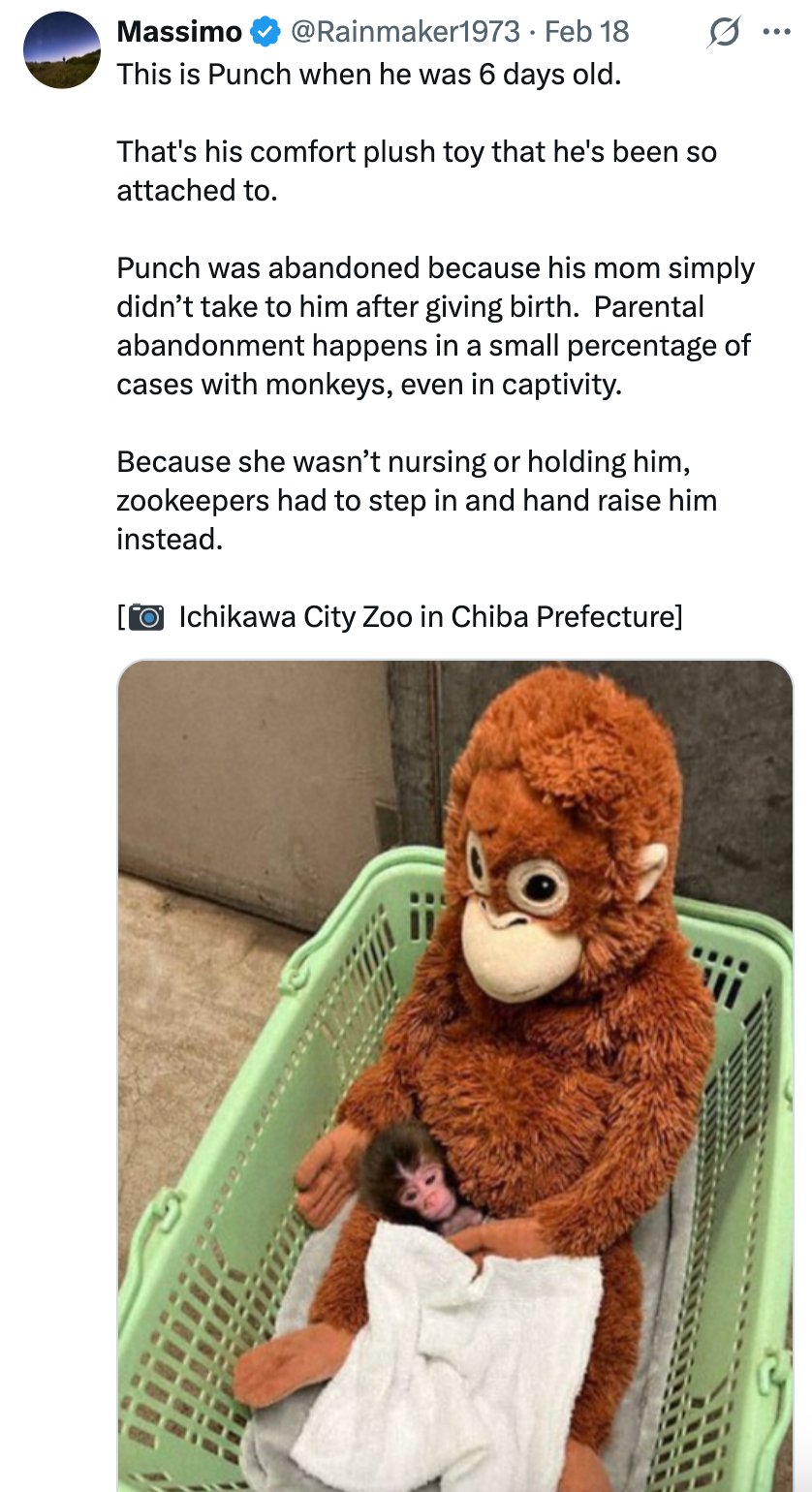 A stuffed animal orangutan sits in a basket, gently holding a real baby monkey wrapped in a cloth