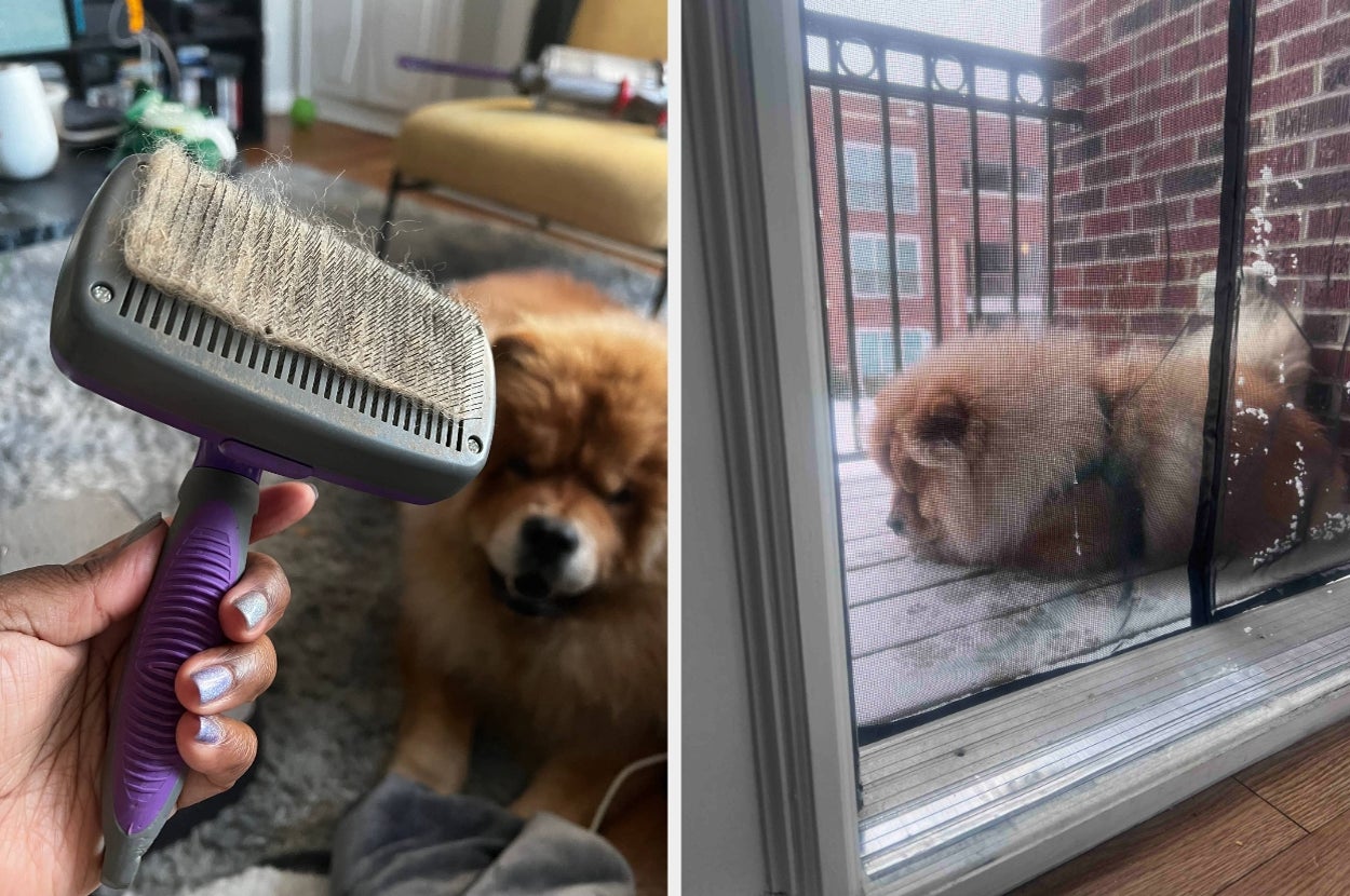 A person holds a pet brush filled with fur next to a fluffy dog. The dog rests outside on a balcony in the second image behind a mesh screen