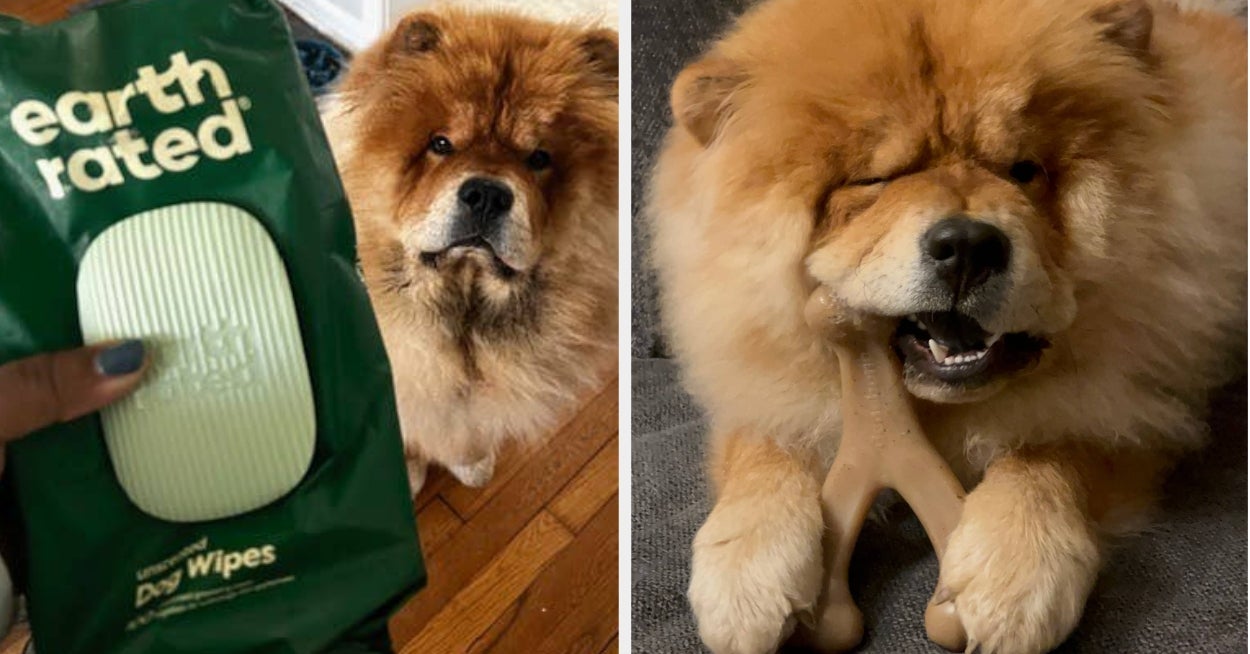 I'm A First-Time Dog Mom And These Are My 11 Must-Have Products