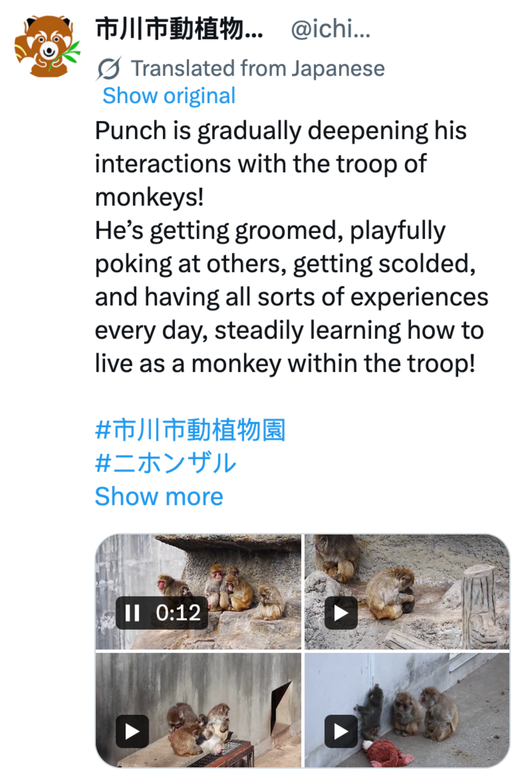 Post om en ape ved navn Punch som samhandler og lærer å leve med en tropp, vist på bildene nedenfor
