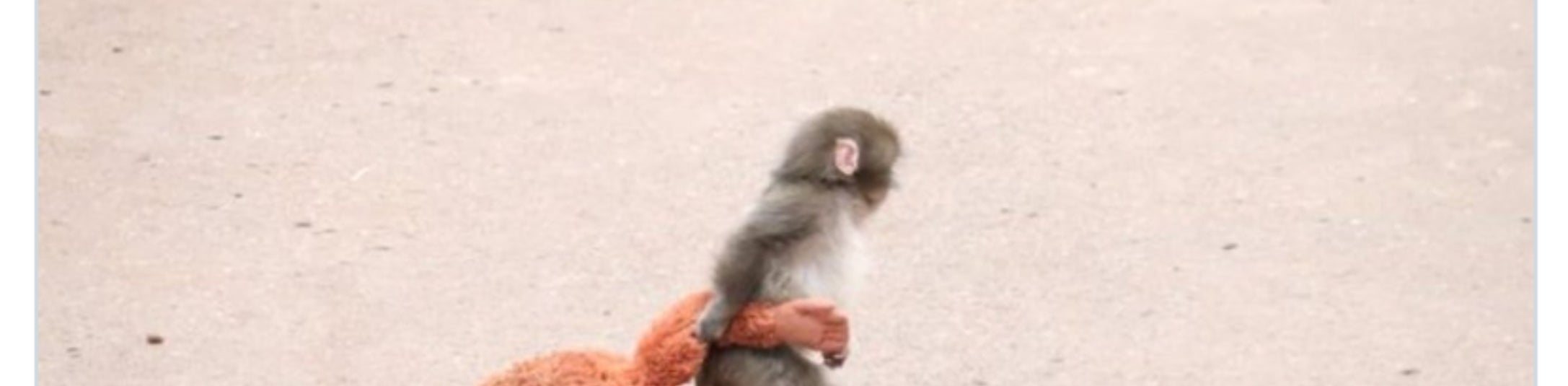 En baby ape som går, holder en stor utstoppet leke, med tekst over teksten: 