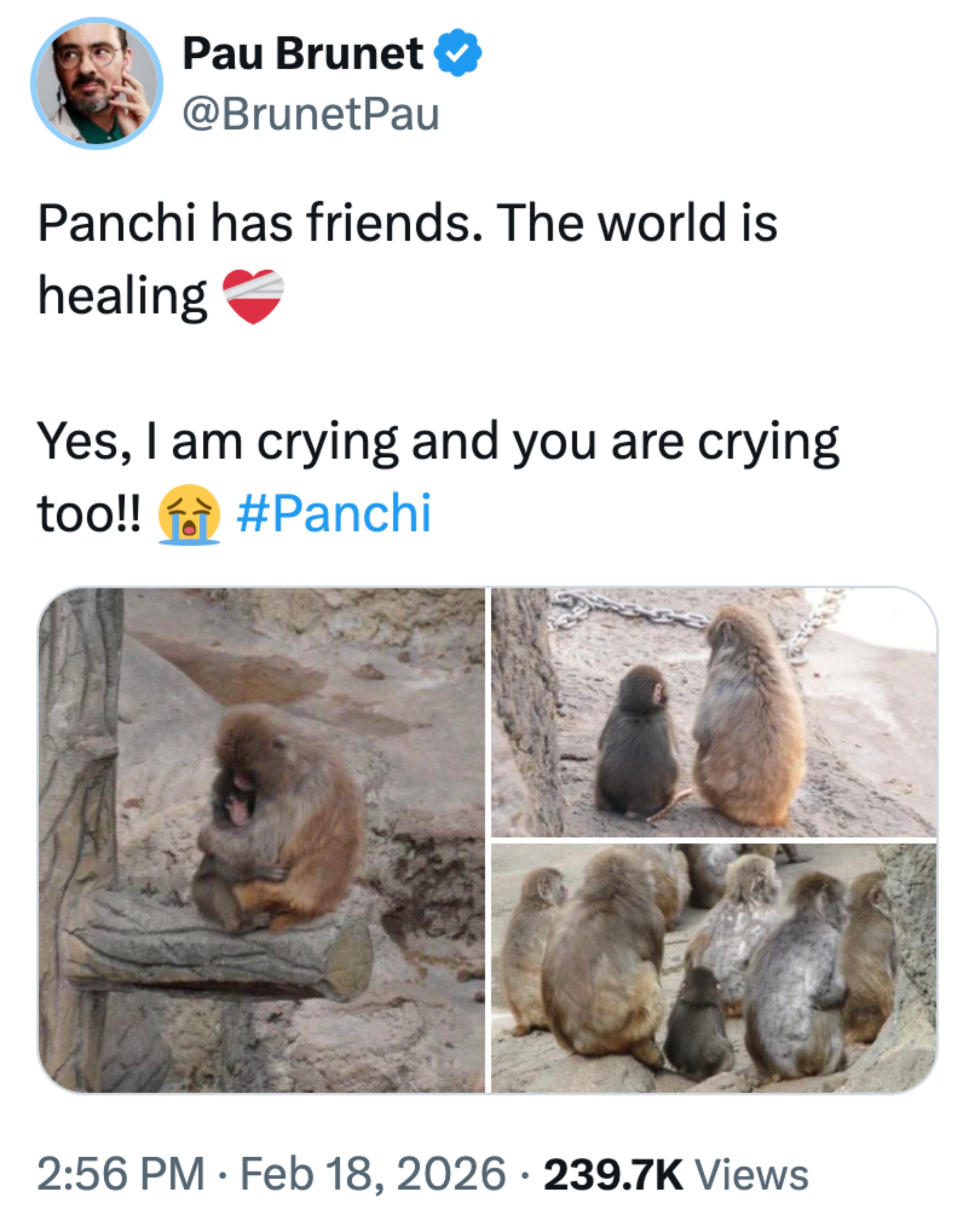 Tweet av Pau Brunet viser bilder av aper som sitter sammen, med bildetekster som uttrykker glede og emosjonell helbredelse