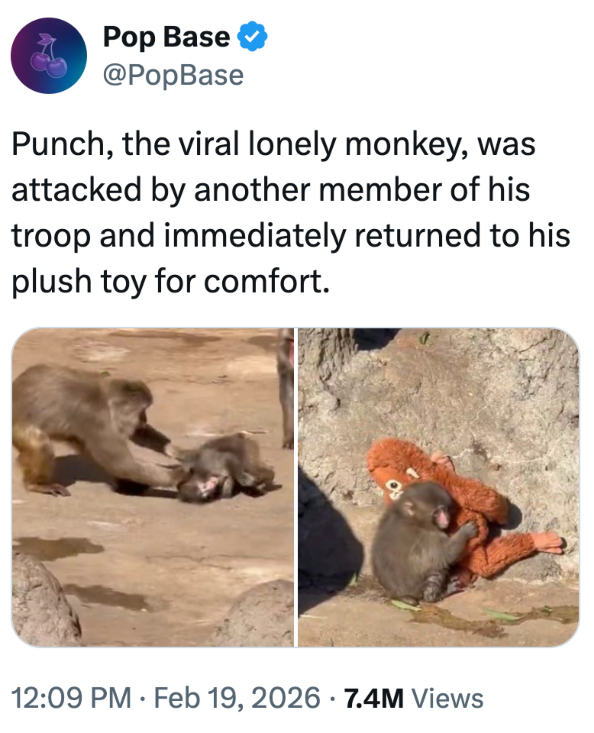 En baby ape blir angrepet av en annen ape, og klemmer deretter en plysj for komfort, som beskrevet i tweeten