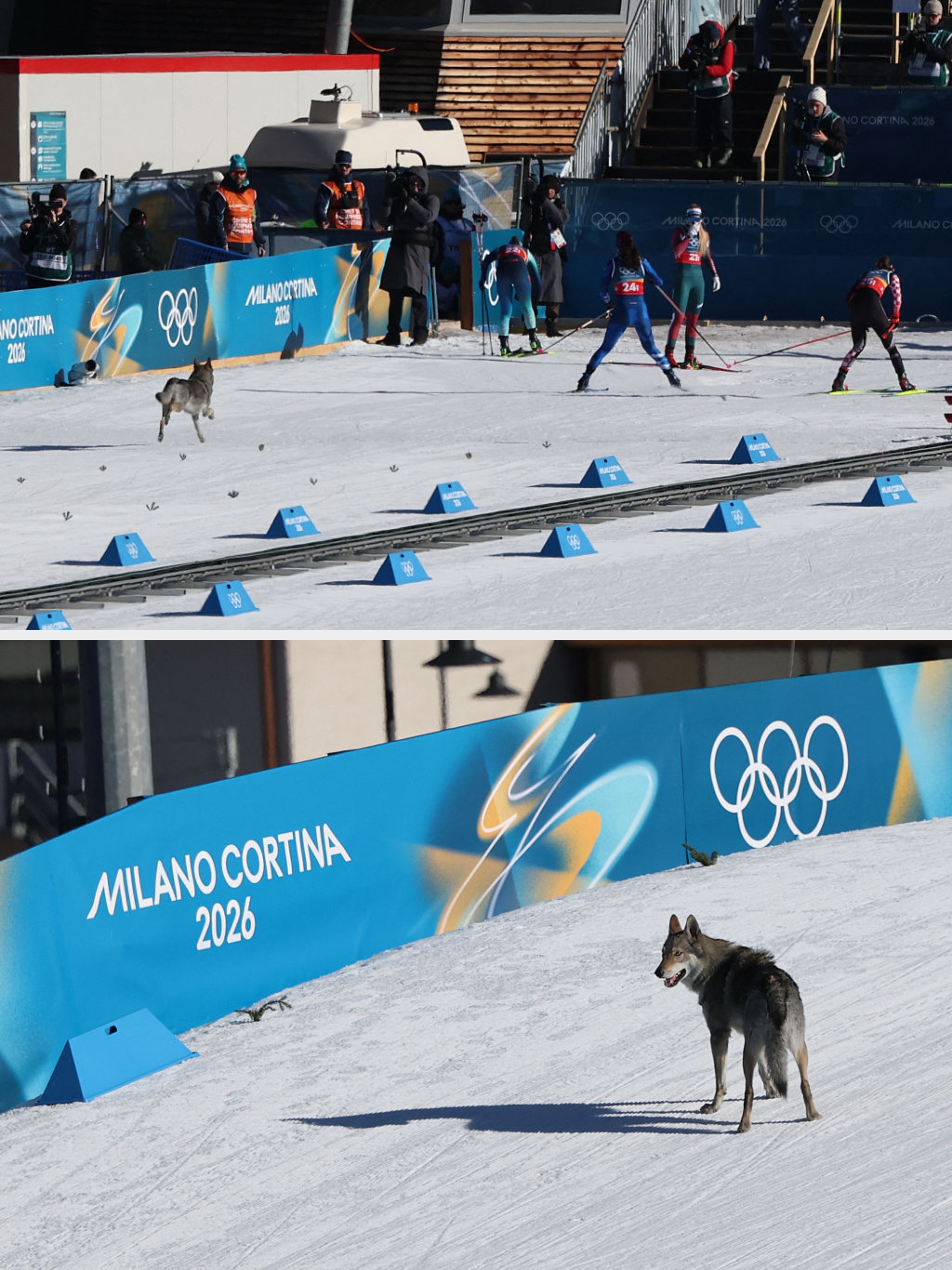 Skiløpere konkurrerer i et vintersportsarrangement mens en liten hund krysser banen, og overrasker tilskuere