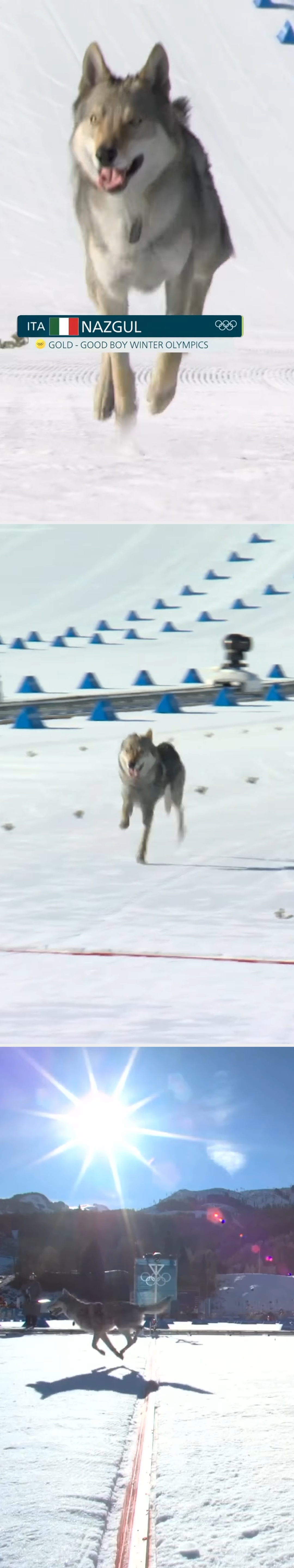 En hund løper lekent på is med tilskuere i nærheten. En timer på skjermen viser 
