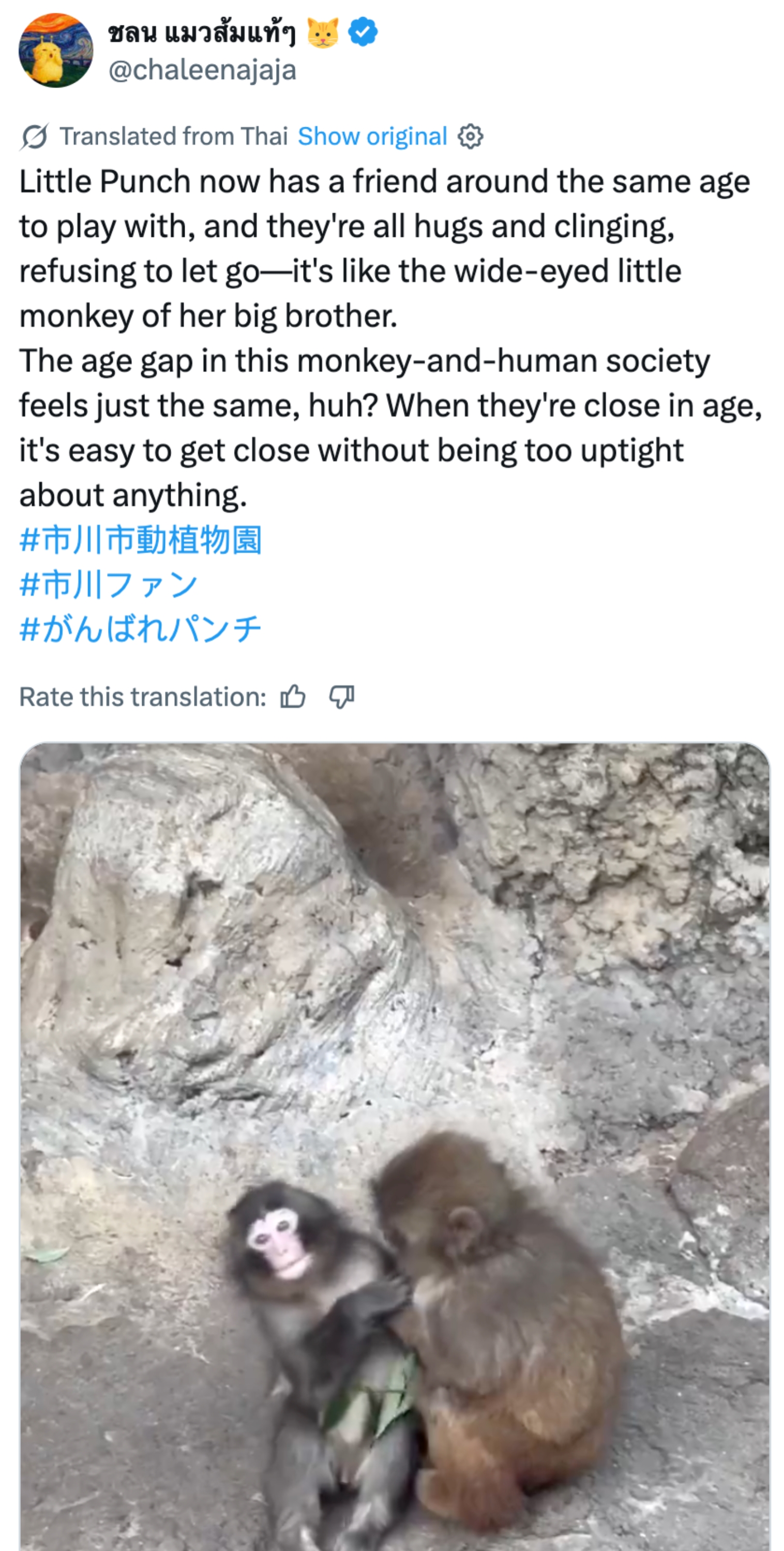 To aper sitter tett sammen og holder kjærlig om hverandre