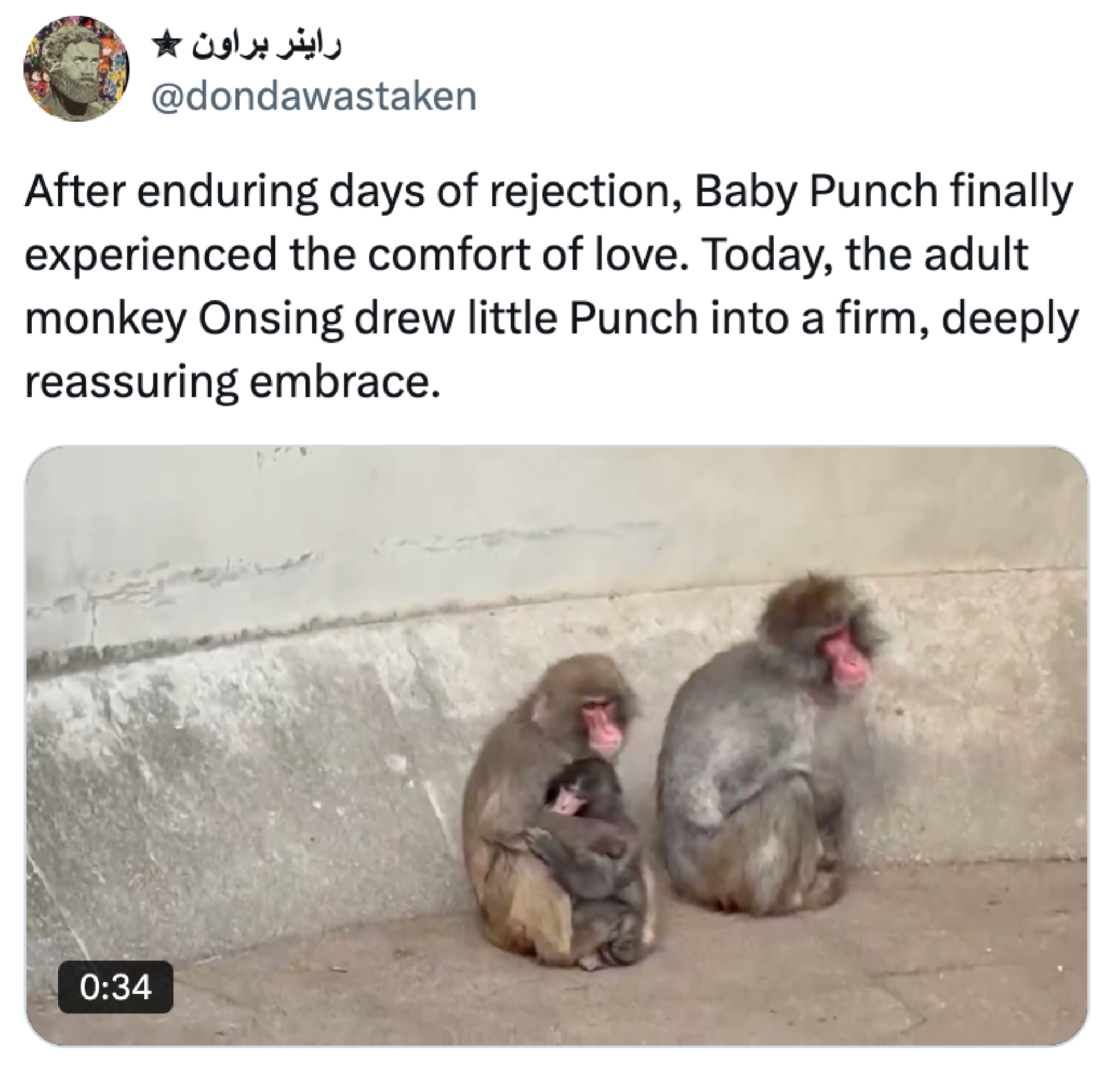 Monkey Onseng omfavner Baby Punch forsiktig etter dager med avvisning, og gir komfort og kjærlighet