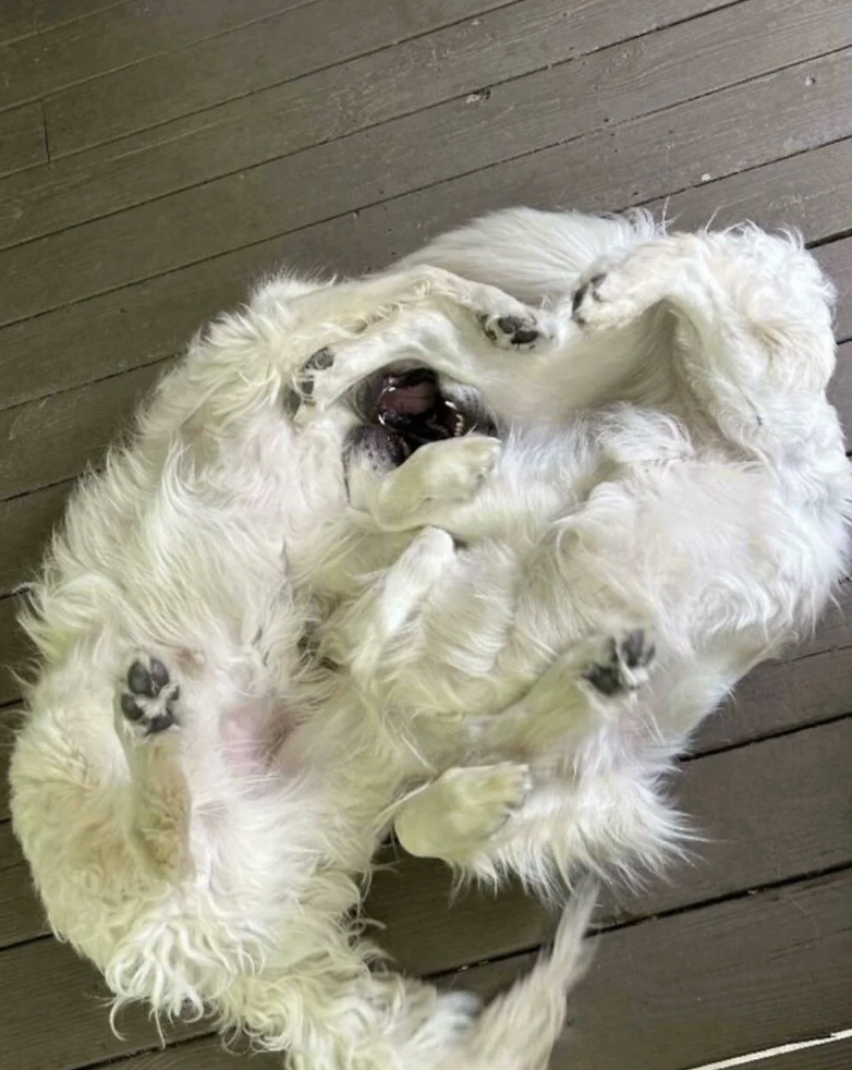 Two fluffy achromatic dogs playfully prevarication connected their backs connected a woody floor, their bodies intertwined with paws successful the air
