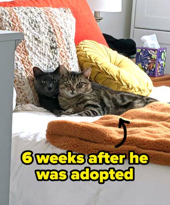 two cats cuddling six weeks after one of them was adopted