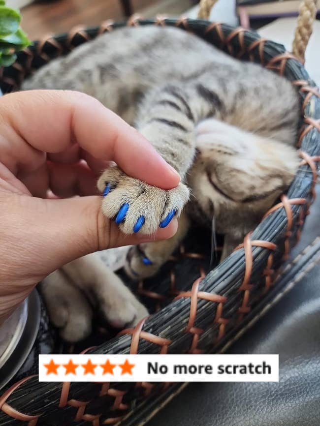37 Must-Have Products For Multi-Cat Households
