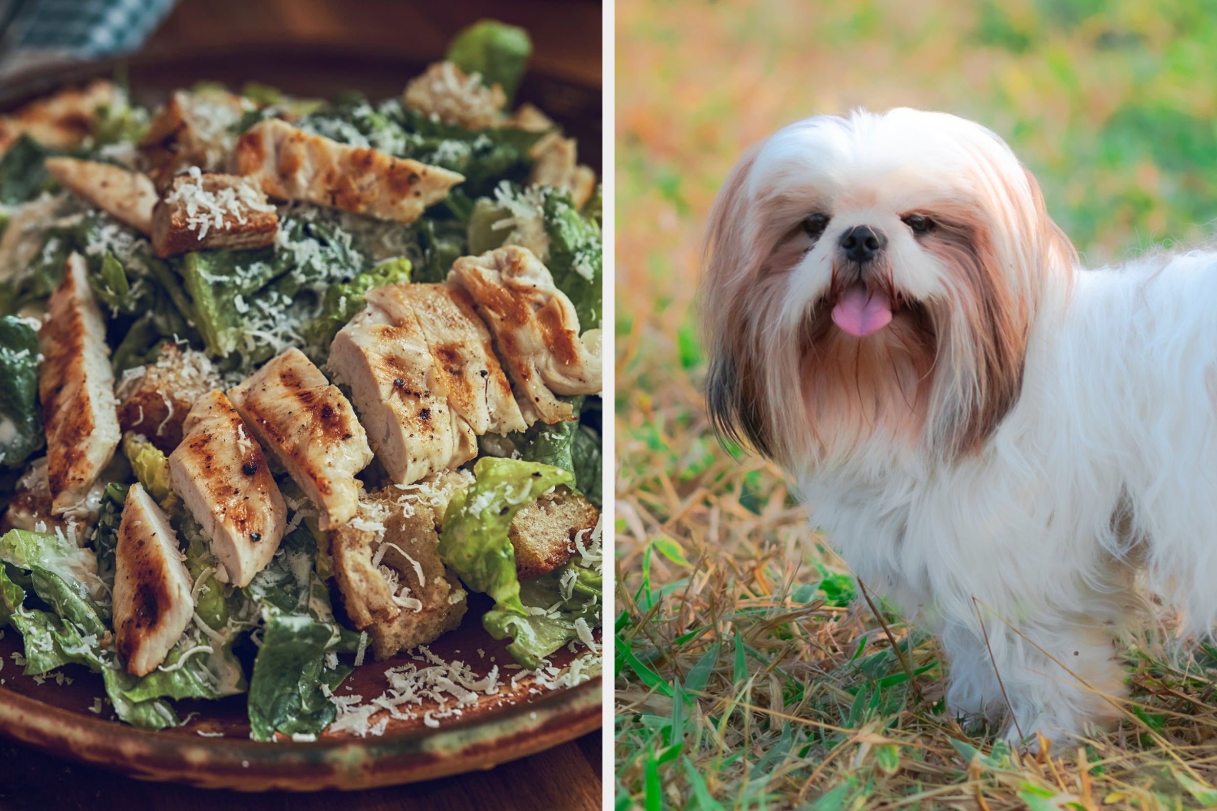Choosing Chicken Dishes Will Determine What Dog Breed Matches Your Personality