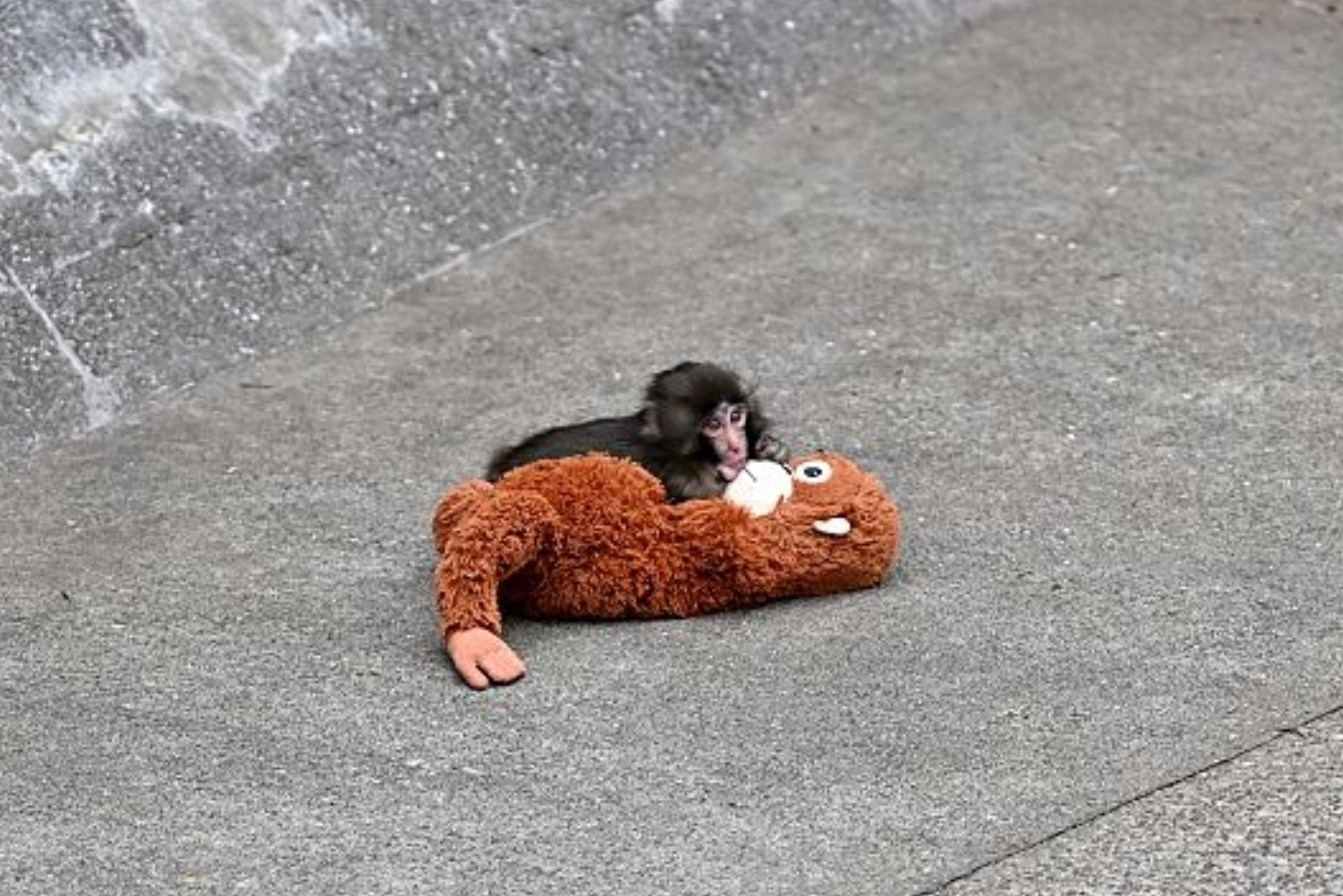 Baby-ape koser seg med en plysj på en betongoverflate i en skatepark