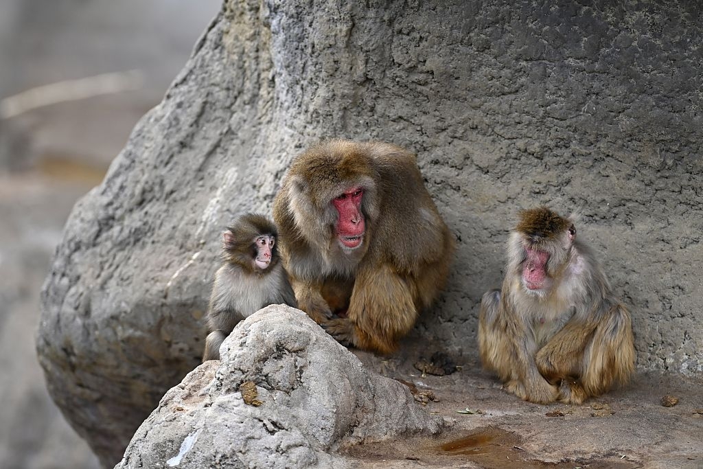 Tre japanske makaker sitter sammen i steinete terreng, med en voksen og to yngre aper som virker avslappede og oppmerksomme