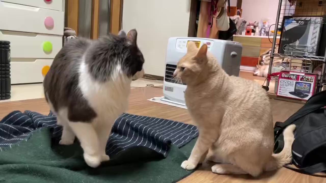 にらみ合うバロンくんとダニエルくん（ハマジさんのXアカウントより）