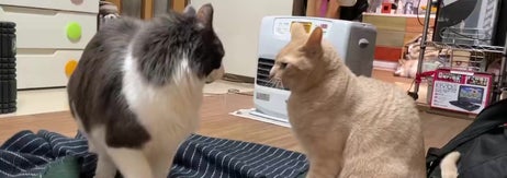 にらみ合うバロンくんとダニエルくん（ハマジさんのXアカウントより）