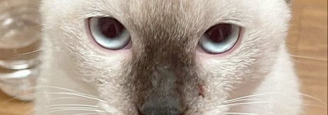 2022年に撮影された約1歳のおもちくん／飼い主さんのX（@ameperocandy）より