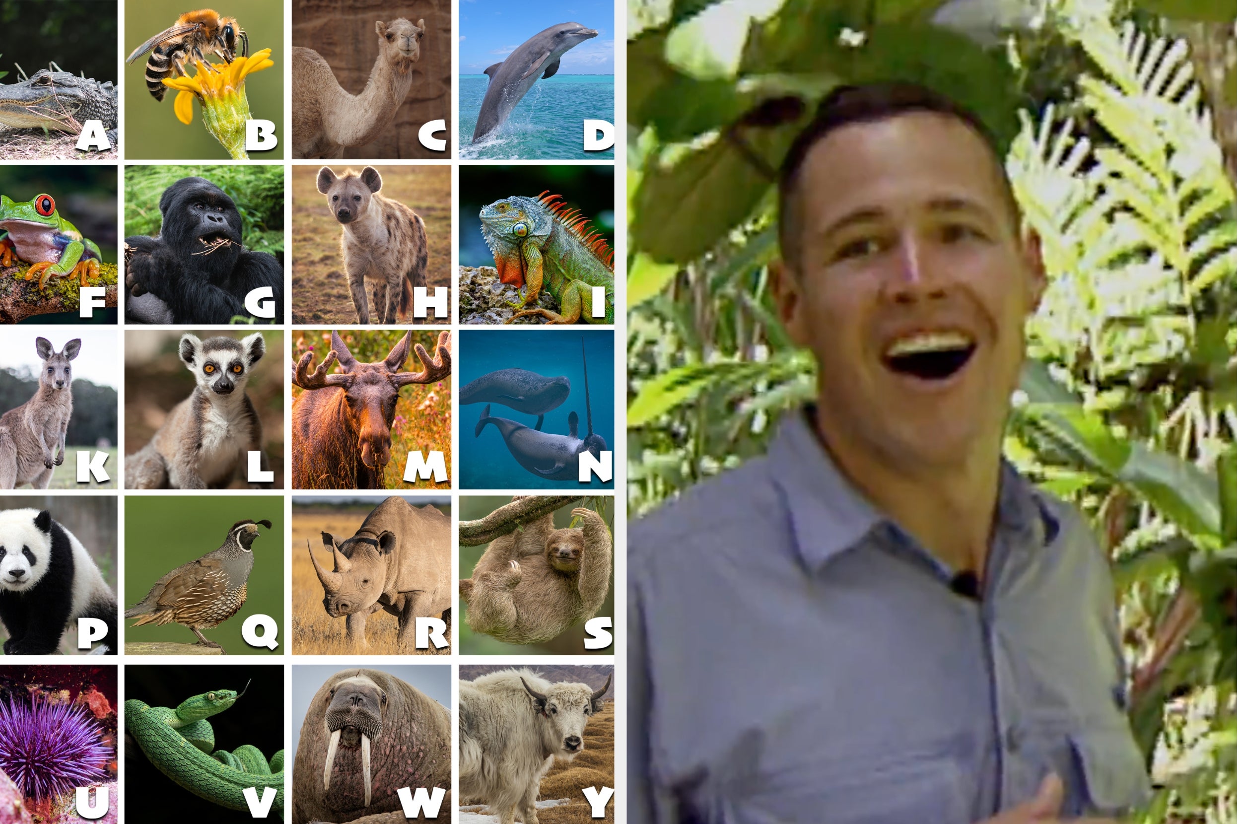 Grid of animal images labeled A-Y; man on right side smiling in lush outdoor setting