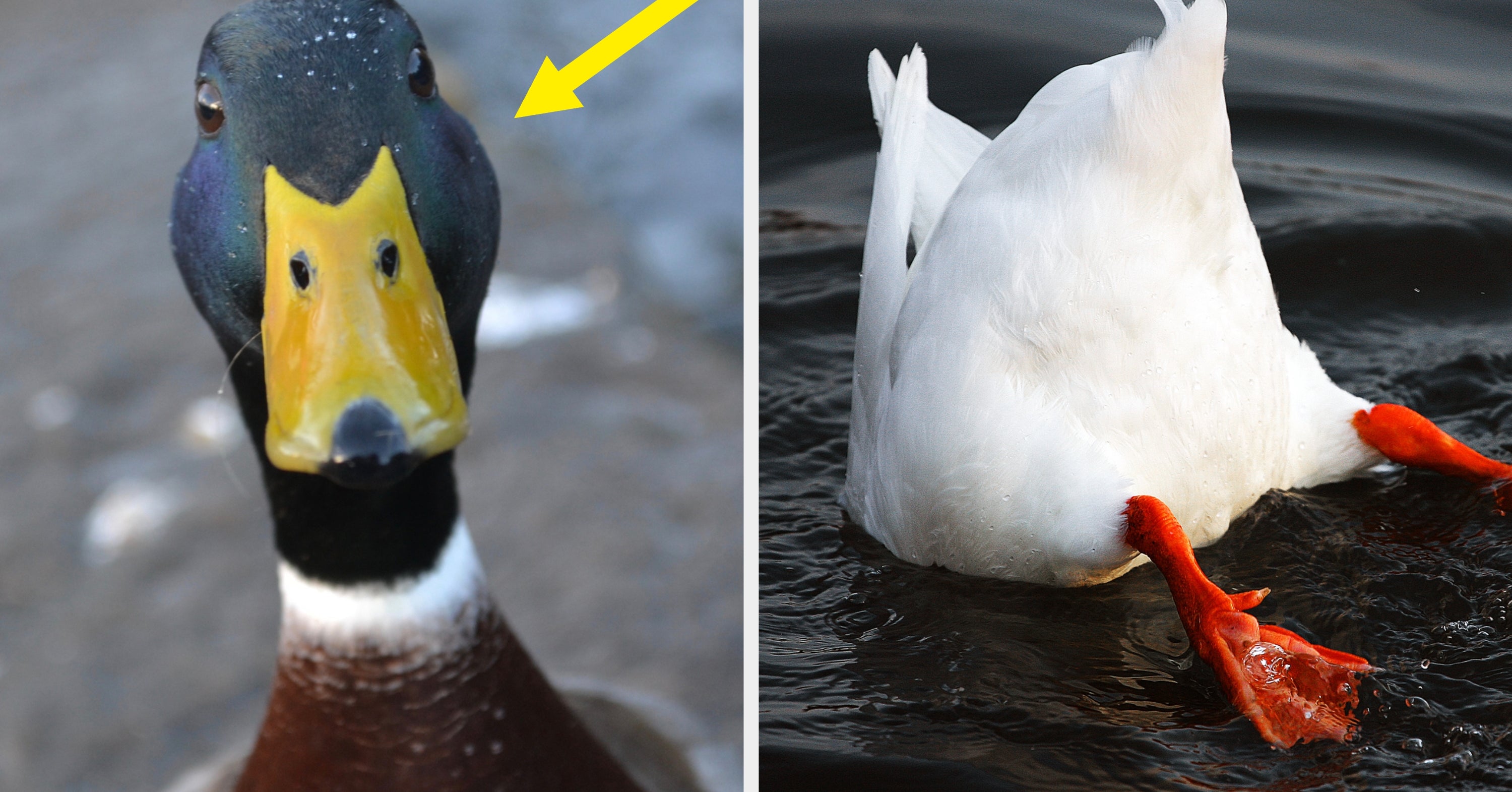 Build Your Perfect Saturday And Sunday And Find Out Which Duck You Were Born To Be