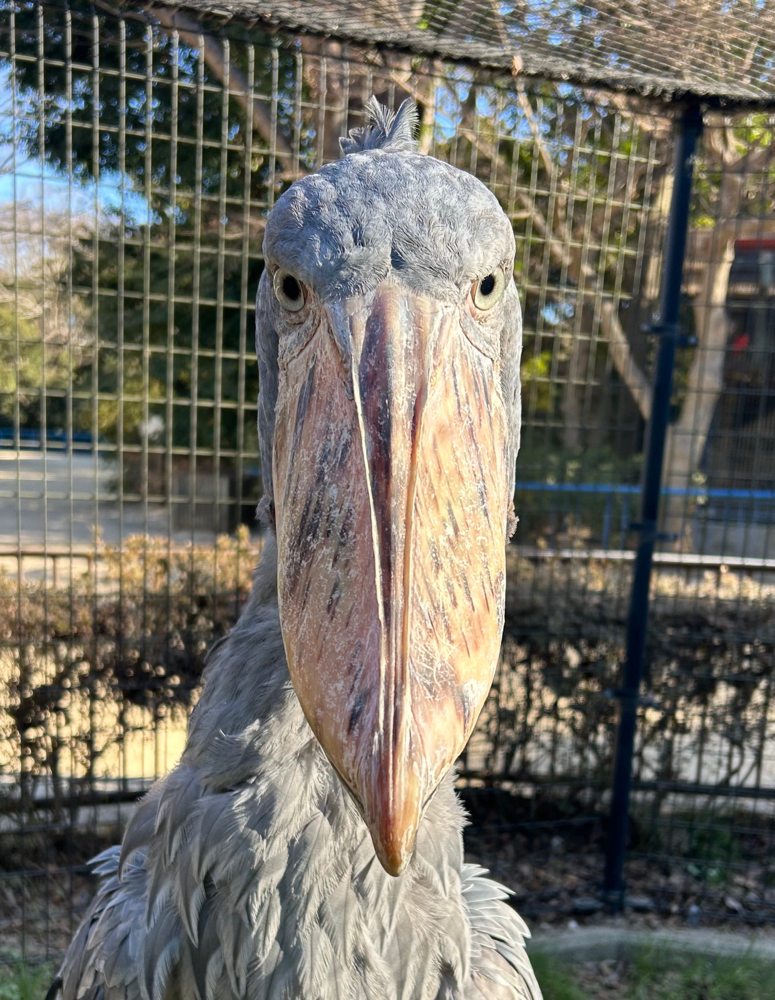 ハシビロコウのじっと / 千葉市動物公園（@ChibaZoo）のXより