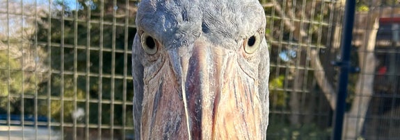 ハシビロコウのじっと / 千葉市動物公園（@ChibaZoo）のXより