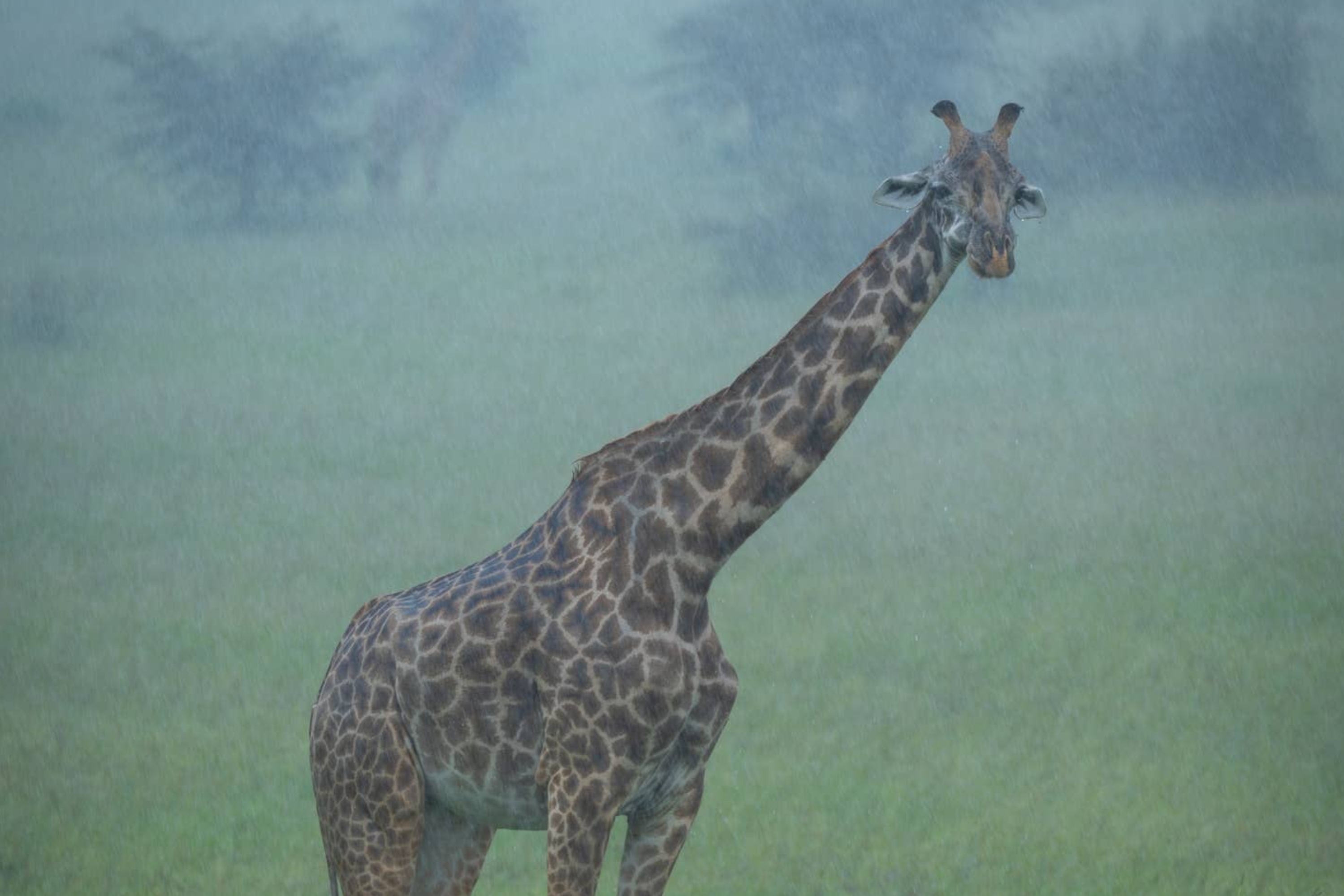 雨の中、野生のキリンがサバンナを歩いています。背景には草原が広がっています。