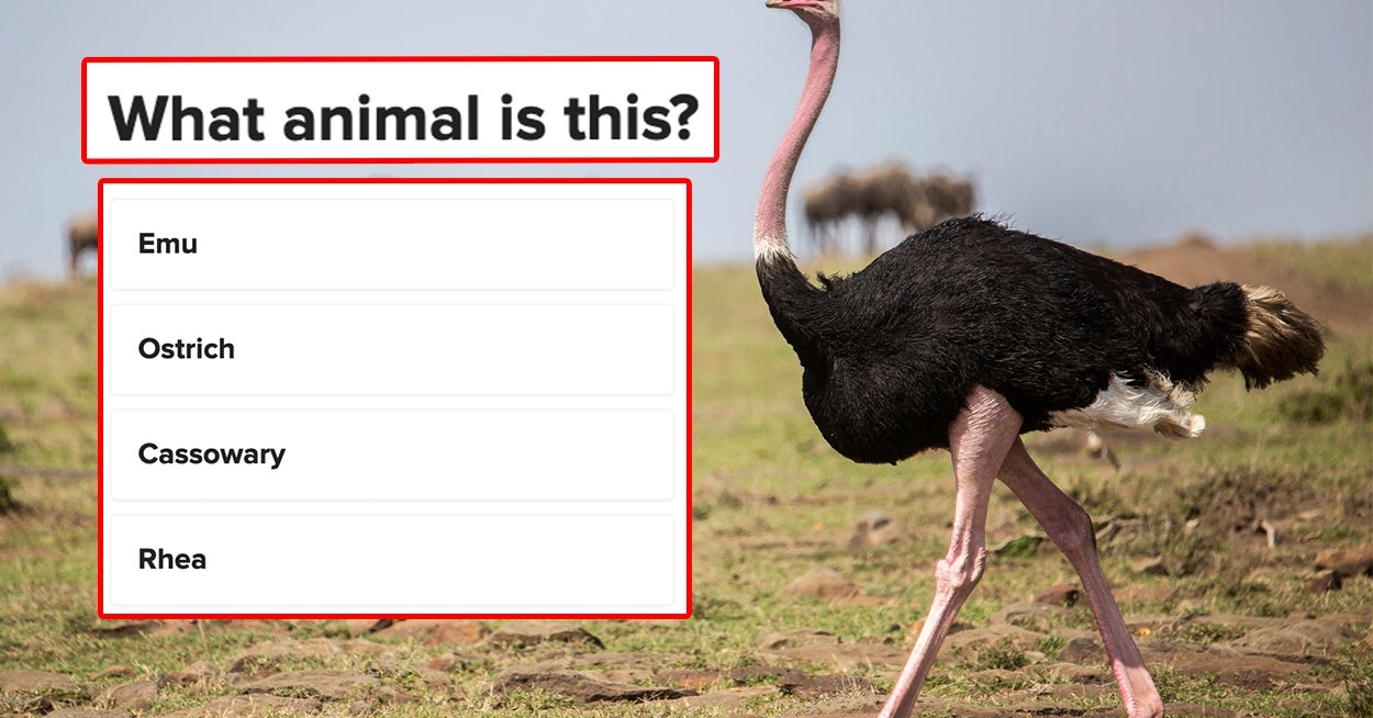 Your Wildlife IQ Is Off The Charts If You Can Name These 24 Savannah Creatures