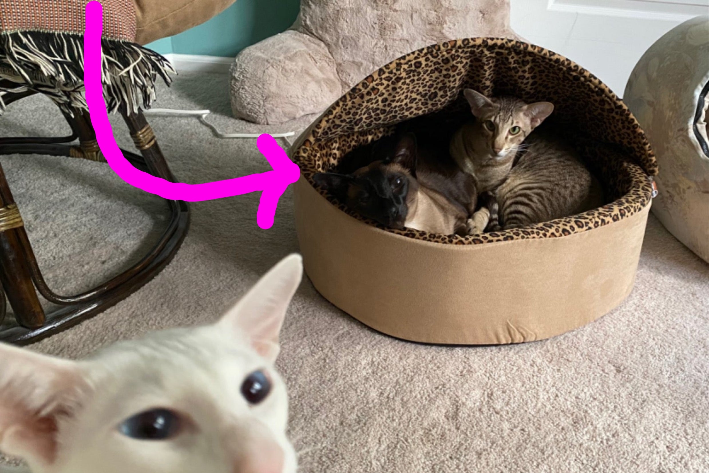 13 Heated Cat Beds To Keep Your Kitty Warm And Cozy