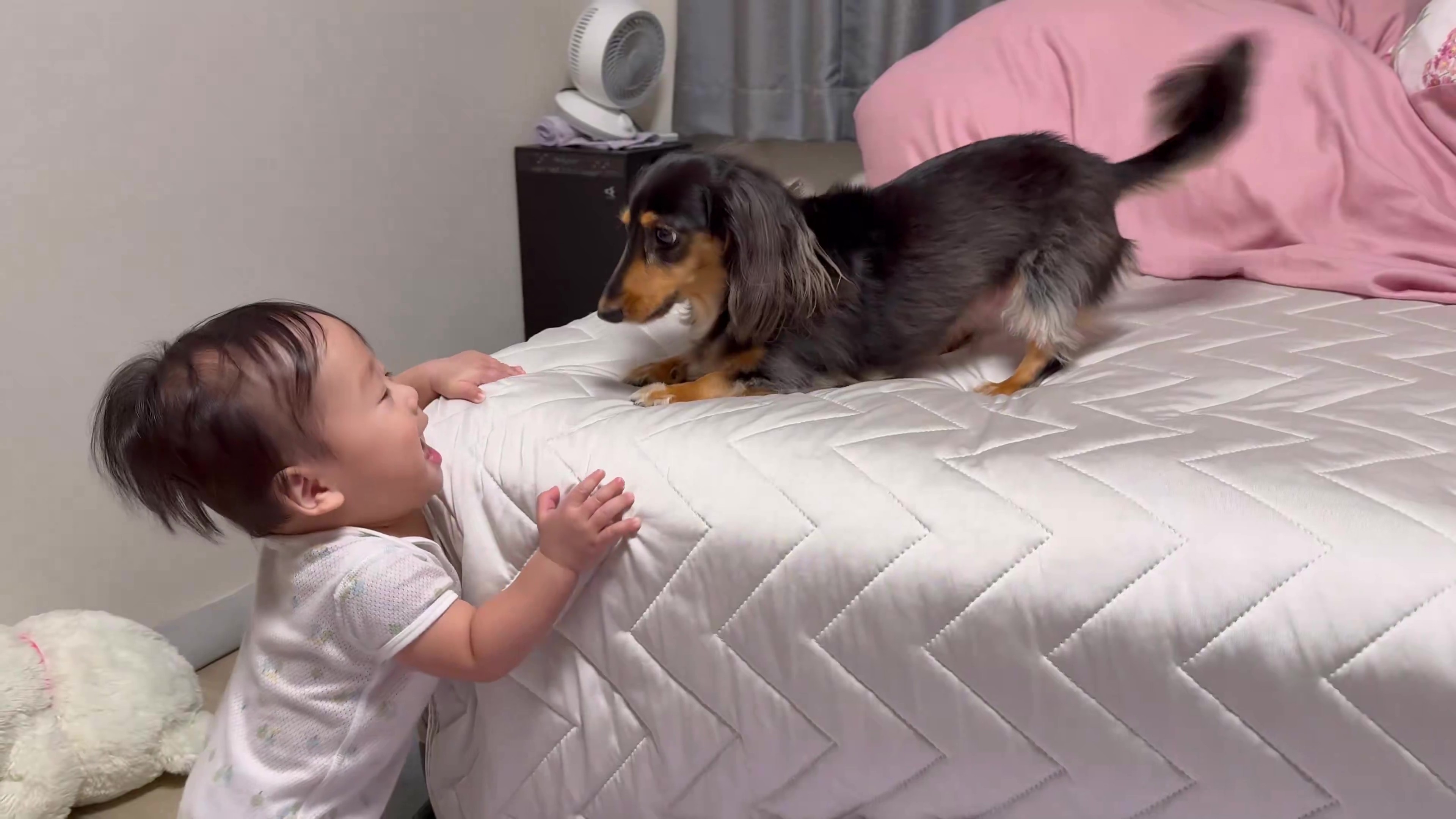 息子さんを見つめるこうちゃん（【こうちゃん家】ダックス、ダックス、ときどきゴールデンさんのXアカウントより）