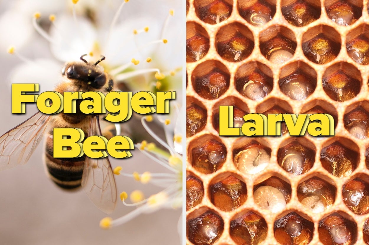 If You Were A Bee, What Role Would You Have?