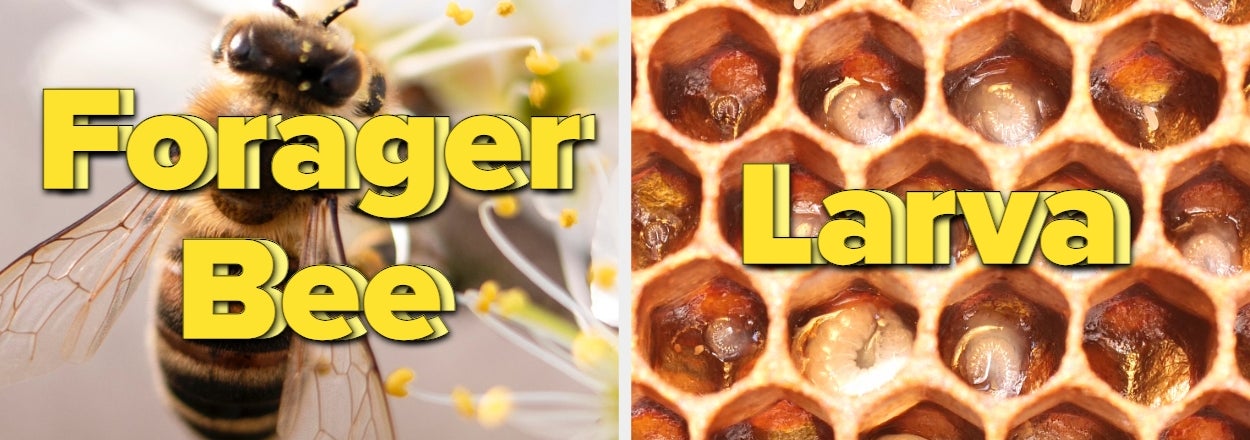 If You Were A Bee, What Role Would You Have?