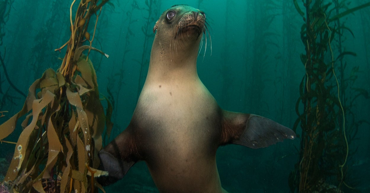Are You A Sea Urchin, Starfish, Sea Otter, Or Kelp?