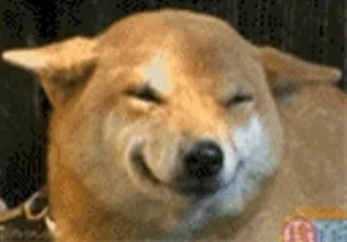 Shiba Inu with a mischievous, squinting smile, creating a humorous and playful expression