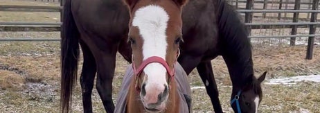 牧場にいる子馬と馬。子馬は防寒着を着ており、後ろに成馬がいます。周囲には雪が少し積もっています。
