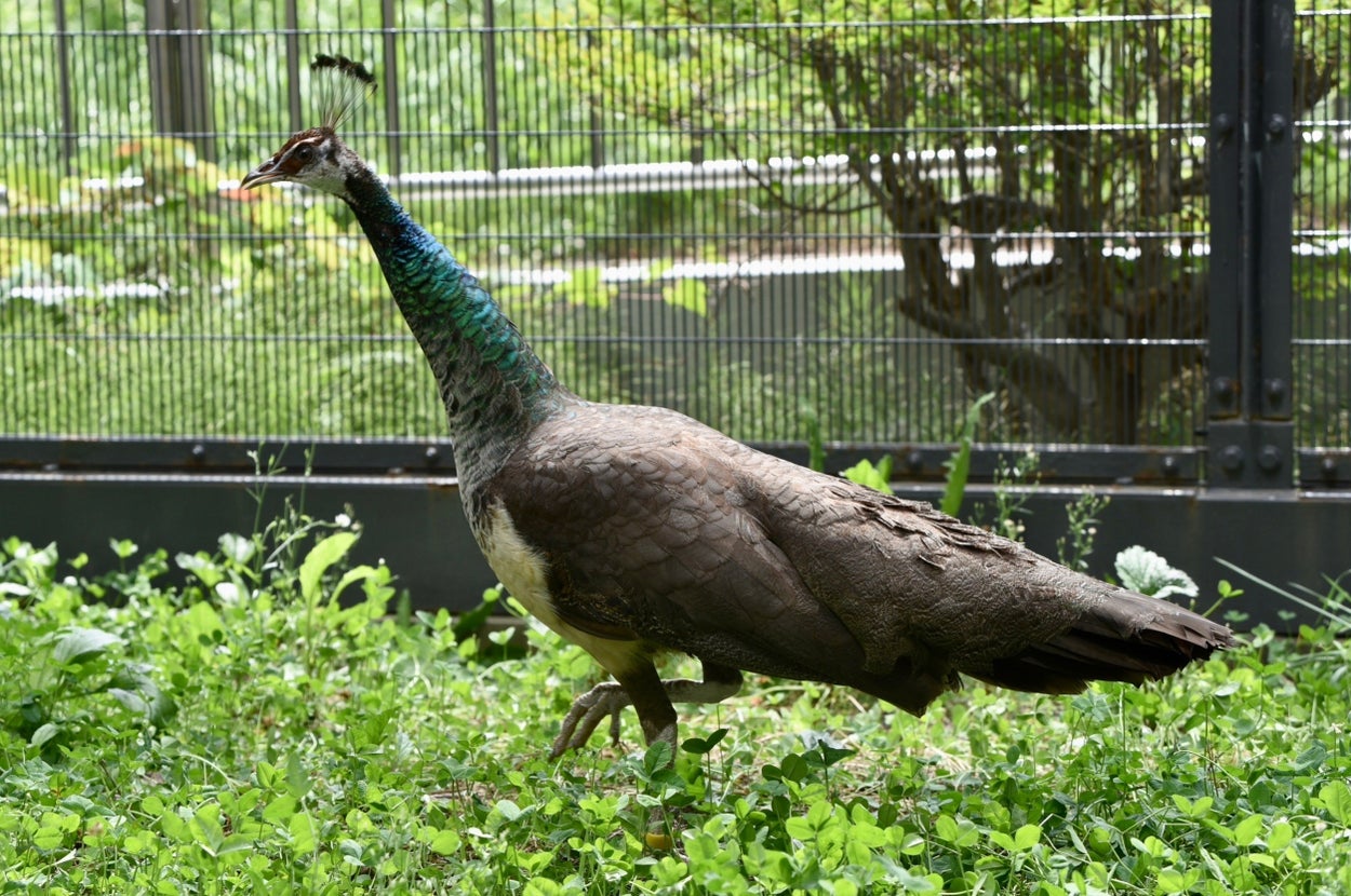 インドクジャクの黄 / 札幌市円山動物園提供