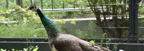 インドクジャクの黄 / 札幌市円山動物園提供