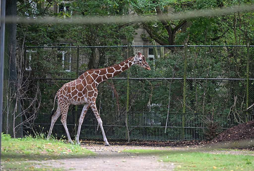 キリンが囲いの中を歩いている様子。背景には木々とフェンスが見える。