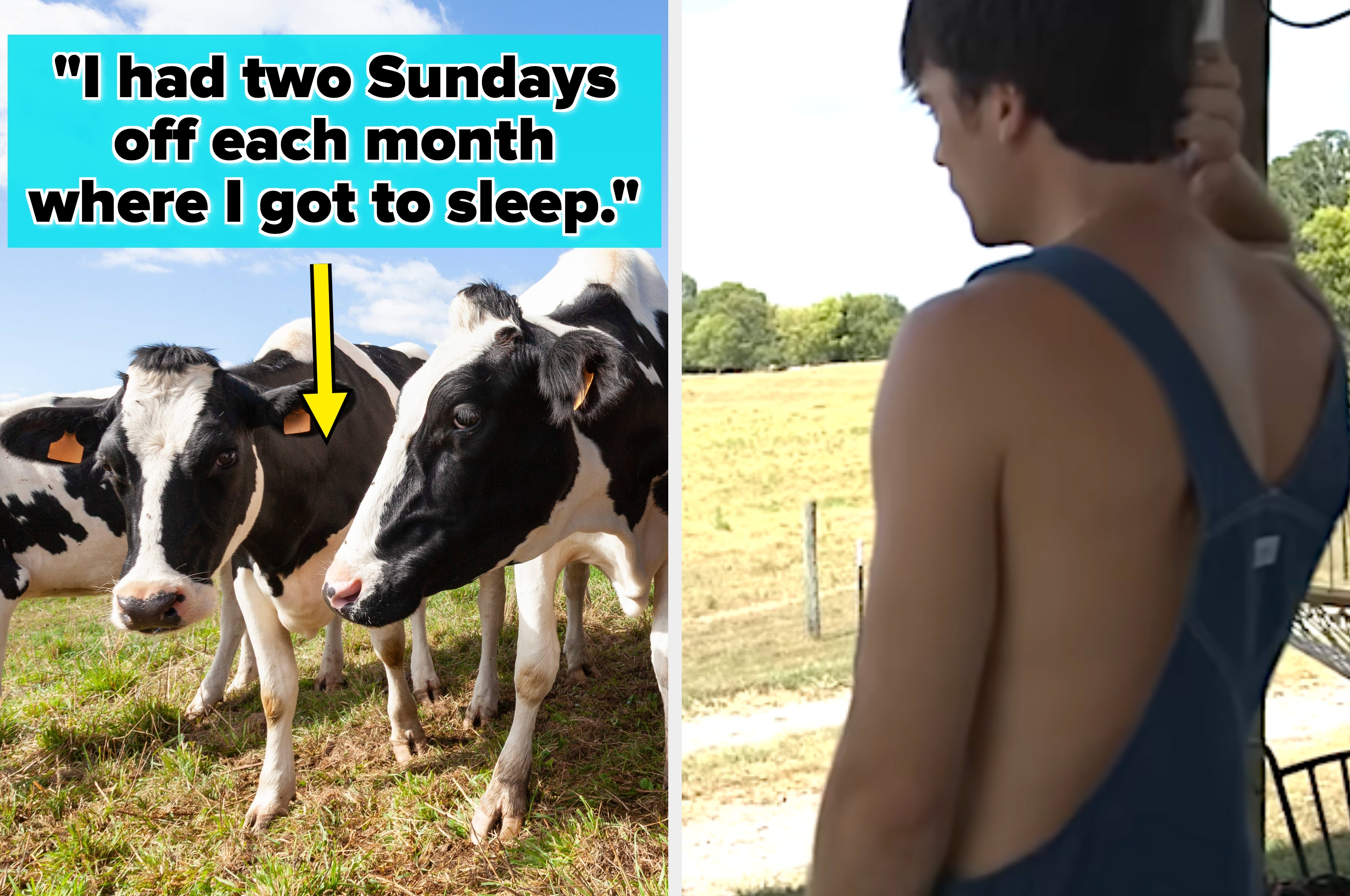 Split image: Left shows cows with text about days off; right shows a person looking at a field