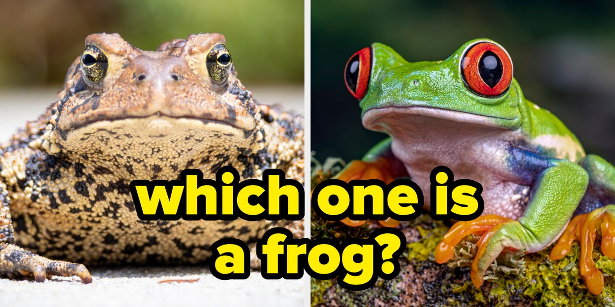 This 16-Question Animal Quiz Is So Hard, Only People Who Know An Absurd Amount About Zoology Will Pass