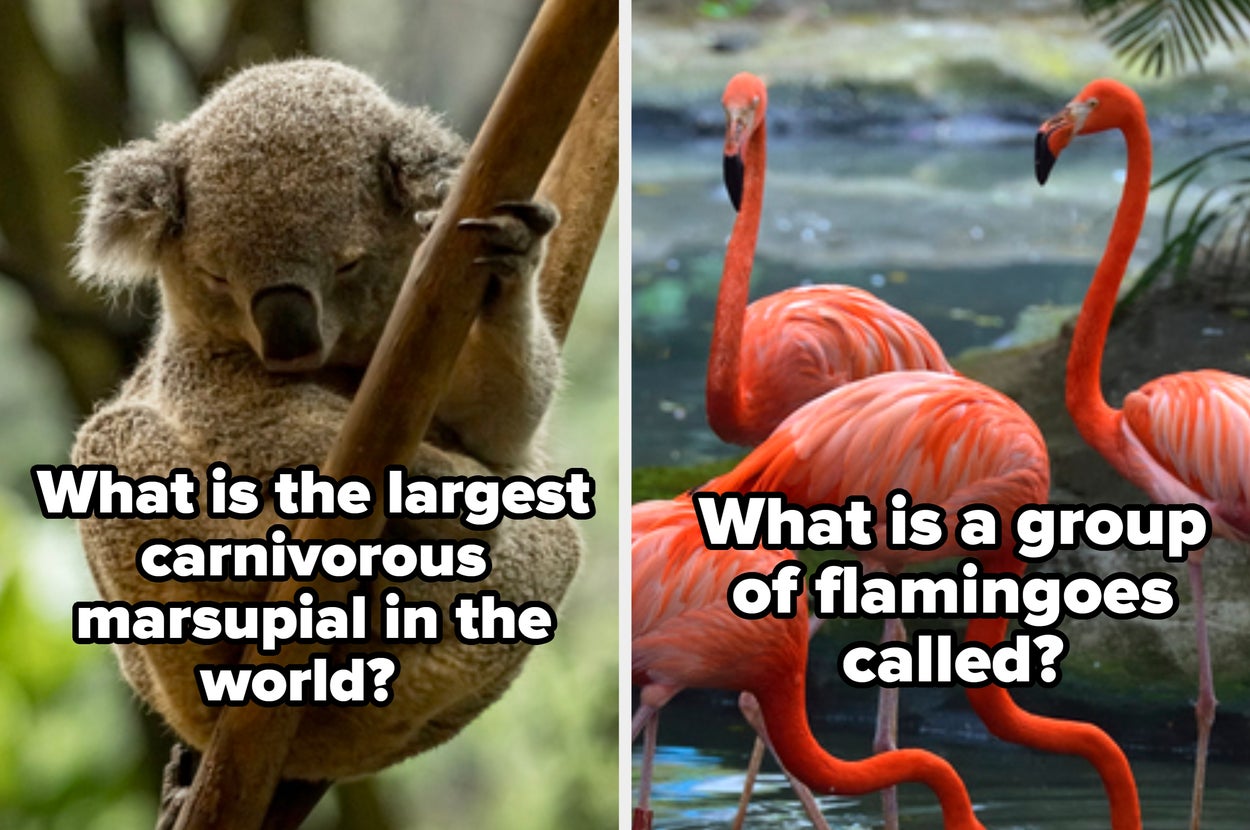 99% Of People Fail This Animal Trivia Quiz—Can You Ace It?