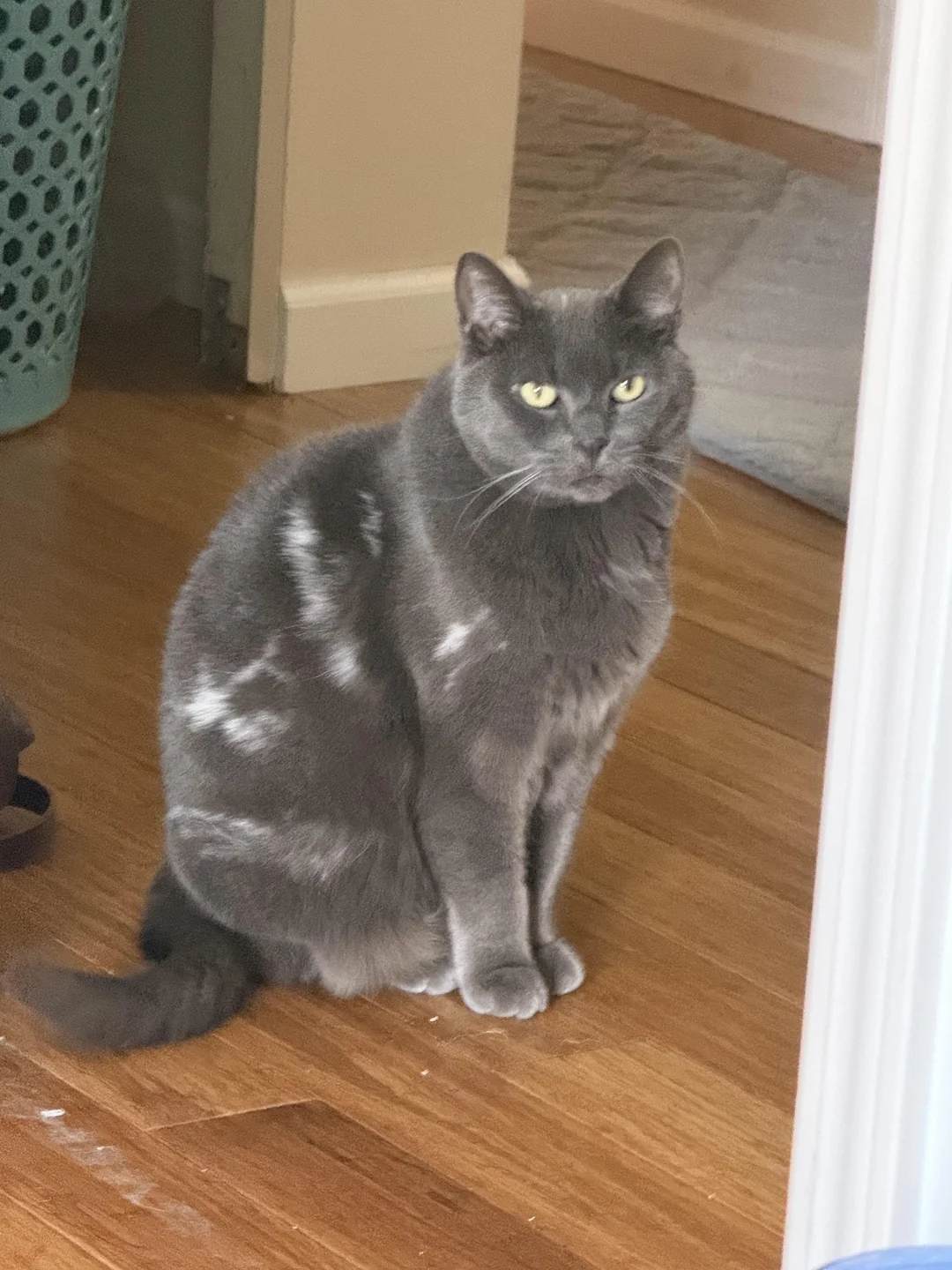 A grey  feline  with a fewer  lighter patches sits connected  a woody  floor, looking towards the camera