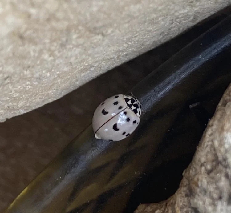 Ladybug with achromatic  spots rests connected  a acheronian  aboveground  betwixt  rocks